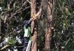 Con ayuda vecinal, Gobierno de Morelia le da brillo al bosque de Cosmos