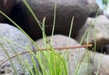 Comienza la renovación natural de bosques en zonas de protección ambiental en Michoacán