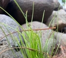 Comienza la renovación natural de bosques en zonas de protección ambiental en Michoacán