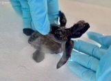 Zoológico de Morelia cuida de tortuga marina que fue entregada a la Profepa