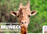 Muñeco, la jirafa del ZooMorelia está delicado; se atiende con todos los cuidados