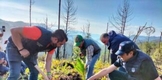 Va Morelia por la protección y rescate del zapote prieto, árbol endémico