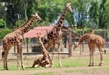 Muñeca, la nueva líder de la manada de jirafas del Zoológico de Morelia
