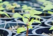 Aconseja Secma esperar hasta el 20 de julio para empezar a reforestar