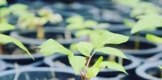 Aconseja Secma esperar hasta el 20 de julio para empezar a reforestar