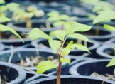 Llama Bedolla a seguir recomendaciones para reforestar después del 20 de julio