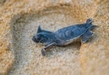 Tortugas, paisajes y otros atractivos, este verano en las Playas de Michoacán