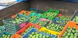 En Uruapan: SSP detiene a uno con 79 cajas de aguacate aparentemente ilegal