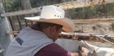 Apoya Sader a productores para mejorar condiciones sanitarias del ganado