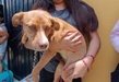 Avanza campaña de esterilización gratuita en Morelia