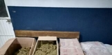 Aseguran Guardia Civil y Policía Municipal, 60 kilos de marihuana en Apatzingán