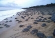 Se registra arribazón masivo de tortugas golfinas en “Punta Ixtal”
