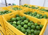 Corte y empacadoras de limón en Buenavista operan al 100%: Sedeco