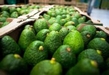 En 7 meses Michoacán produjo 4.8 millones de toneladas de alimentos: Sader