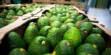 En 7 meses Michoacán produjo 4.8 millones de toneladas de alimentos: Sader