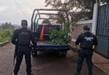 En Lagunillas; Guardia Civil asegura y destruye plantas de marihuana sembradas en inmueble abandonado