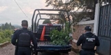 En Lagunillas; Guardia Civil asegura y destruye plantas de marihuana sembradas en inmueble abandonado