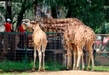 Escápate al Zoológico de Morelia antes del regreso a clases