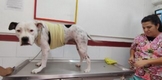Brinda Centro de Atención Animal servicios a bajo costo para mascotas de compañía