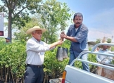 Operan con normalidad seis de siete municipios productores de limón en Michoacán