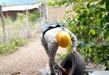 SSM PROTEGE CONTRA EL DENGUE A POBLACIÓN DE BUENAVISTA