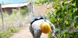 SSM PROTEGE CONTRA EL DENGUE A POBLACIÓN DE BUENAVISTA