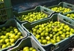 SIN CONTRATIEMPOS SE REALIZÓ TIANGUIS LIMONERO DE APATZINGÁN: SADER