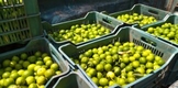 SIN CONTRATIEMPOS SE REALIZÓ TIANGUIS LIMONERO DE APATZINGÁN: SADER
