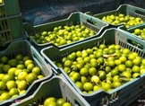 SIN CONTRATIEMPOS SE REALIZÓ TIANGUIS LIMONERO DE APATZINGÁN: SADER