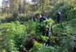 SSP, SEDENA Y GN ASEGURAN E INCINERAN PLANTÍO DE MARIHUANA; EN MORELIA