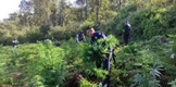 SSP, SEDENA Y GN ASEGURAN E INCINERAN PLANTÍO DE MARIHUANA; EN MORELIA