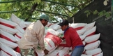 CON FERTILIZANTE A BAJO COSTO SADER APOYA A LIMONEROS DE PARÁCUARO
