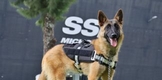 CANES DE LA GUARDIA CIVIL HAN BRINDADO 61 APOYOS PARA BÚSQUEDA DE PERSONAS, DROGAS Y COMBATE A LA DELINCUENCIA