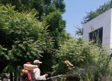 REPORTA SSM CERCA DE 800 MIL ACCIONES CONTRA EL DENGUE DURANTE 2023
