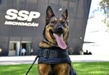 DESDE HUNGRÍA: CIKI Y DIEGO, CANINOS DETECTORES DE NARCÓTICOS, SE SUMAN A LA OPERATIVIDAD DE LA GUARDIA CIVIL MICHOACÁN