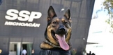 DESDE HUNGRÍA: CIKI Y DIEGO, CANINOS DETECTORES DE NARCÓTICOS, SE SUMAN A LA OPERATIVIDAD DE LA GUARDIA CIVIL MICHOACÁN