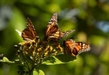 GOBIERNO DE MICHOACÁN SE SUMARÁ AL FONDO MONARCA PARA LA CONSERVACIÓN DE LA BIÓSFERA: BEDOLLA