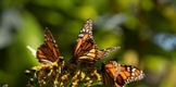 GOBIERNO DE MICHOACÁN SE SUMARÁ AL FONDO MONARCA PARA LA CONSERVACIÓN DE LA BIÓSFERA: BEDOLLA