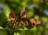 GOBIERNO DE MICHOACÁN SE SUMARÁ AL FONDO MONARCA PARA LA CONSERVACIÓN DE LA BIÓSFERA: BEDOLLA