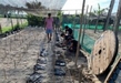 SIN AFECTACIONES, CAMPAMENTOS TORTUGUEROS DE COSTA MICHOACANA: COMPESCA