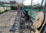 SIN AFECTACIONES, CAMPAMENTOS TORTUGUEROS DE COSTA MICHOACANA: COMPESCA