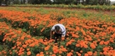 Flor de cempasúchil, símbolo vital de Noche de Muertos