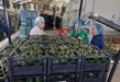 SADER PLANTEA A PRODUCTORES COMPARTIR BUENAS PRÁCTICAS EN COOPERATIVISMO