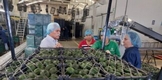 SADER PLANTEA A PRODUCTORES COMPARTIR BUENAS PRÁCTICAS EN COOPERATIVISMO