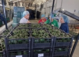 SADER PLANTEA A PRODUCTORES COMPARTIR BUENAS PRÁCTICAS EN COOPERATIVISMO