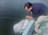COMPESCA SIEMBRA 100 MIL CRÍAS DE TILAPIA EN LA PRESA “LA VILLITA” EN LÁZARO CÁRDENAS