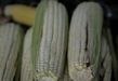 SEGALMEX INICIA EN MICHOACÁN CON ACOPIO DE MAÍZ PARA PEQUEÑOS PRODUCTORES