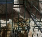 EN CATEO RESCATAN A 3 FELINOS EN CAUTIVERIO, EN TINAJA DE VARGAS