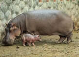 Nace hipopótamo del Nilo en el Zoo de Morelia
