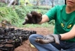 Secma contribuye a la recuperación de 47 especies de árboles en riesgo